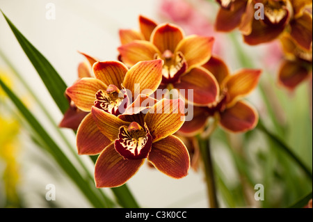 Cymbidium Highland Hill 'Cooksbridge Rajah" Foto Stock