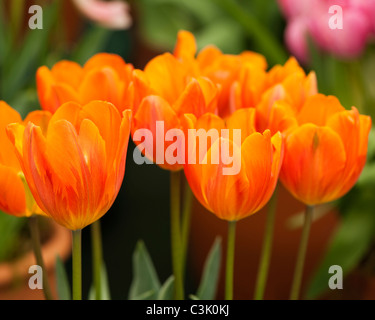 Tulipa "principessa Irene' o 'Prinses Irene, Singolo primi tulipani Foto Stock