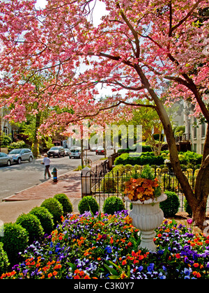 La luce del sole splende su primavera alberi fioriti sulla storica N Street nel quartiere di Georgetown, Washington D.C. Foto Stock