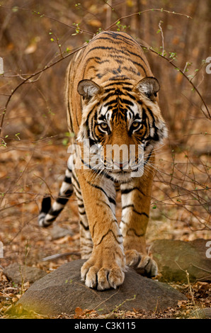 Giovane maschio tigre del Bengala passeggiate nella foresta via in Ranthambhore national park Foto Stock