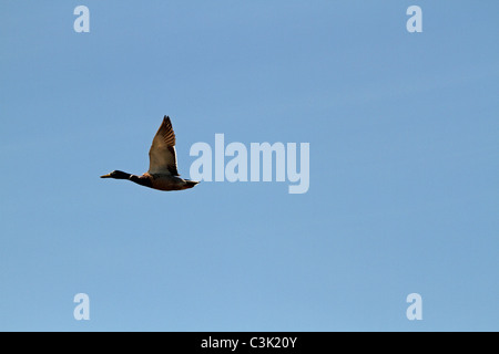 Un maschio di Mallard duck, Anas platyrhynchos, in fuga solitaria. Richard DeKorte Park, Lyndhurst, New Jersey, STATI UNITI D'AMERICA Foto Stock