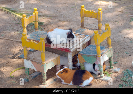 Cavie (cavia porcellus) seduti su sedie in miniatura in una tabella in miniatura, Tunisi, Africa Foto Stock