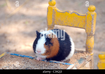 Cavie (cavia porcellus) seduti su sedie in miniatura in una tabella in miniatura, Tunisi, Africa Foto Stock