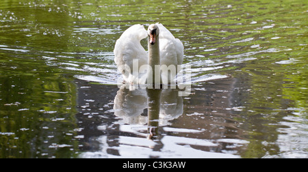Cigno (Cygnus olor) nuoto su un lago vetroso Foto Stock