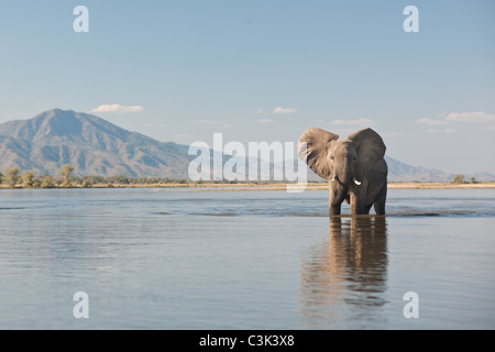 Una bull elephant passeggiate attraverso il fiume Zambesi nel Parco Nazionale di Mana Pools Foto Stock