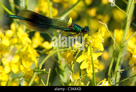Demoiselle con archetti  Calopteryx splendens  maschio Foto Stock