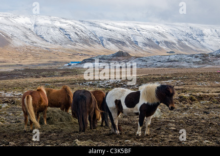 I cavalli in campo, Hvalfjörður, Islanda Foto Stock