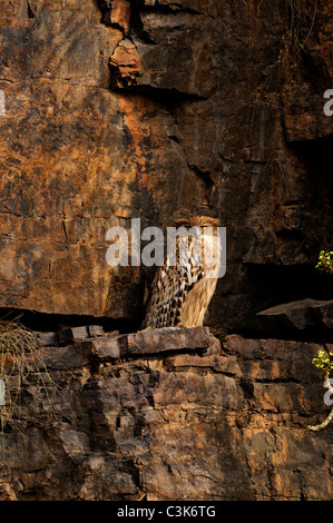 Ritratto di un pesce marrone gufo appollaiato sulle rocce in Ranthambore Foto Stock