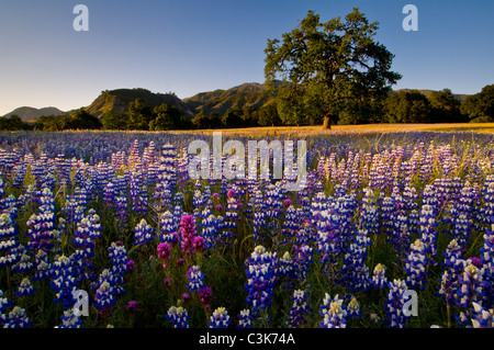 Campo di lupino gufo e trifoglio di fiori di campo in primavera, Ventana deserto, Los Padres National Forest, California Foto Stock