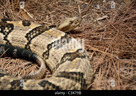 Carolina del Sud, Charleston. Carolina del Sud Acquario. Display di serpente, Canneto rattlesnake. Foto Stock