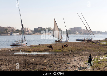 Felucca e gli animali nella West Bank con la riva del fiume Nilo al tramonto, Luxor, Egitto, Nord Africa Foto Stock