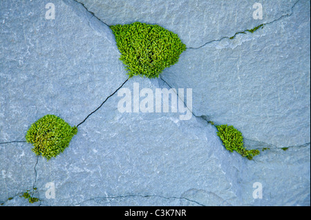 Il muschio cresce nel crack Foto Stock