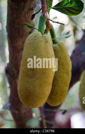 Jackfruit la maturazione sulla pianta in Goa Foto Stock