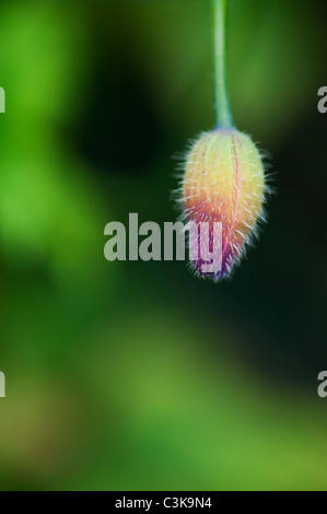 Meconopsis cambrica. Welsh Poppy flower bud contro uno sfondo verde Foto Stock