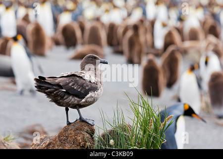 Sud Atlantico, Regno Unito, Georgia del Sud, oro Harbour, Sud skua polare a un pinguino reale Foto Stock