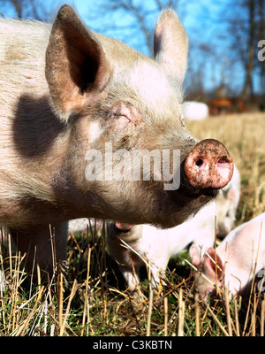 Close up di seminare con suinetti Foto Stock