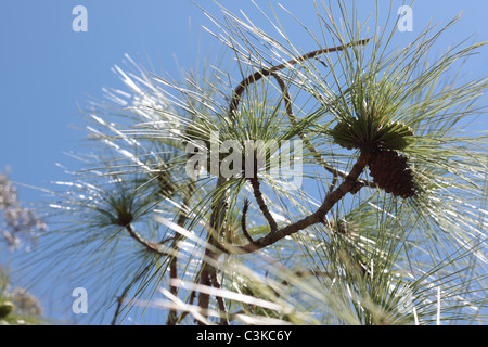 Ago cono di pino e di foglie sotto la luce del sole Foto Stock