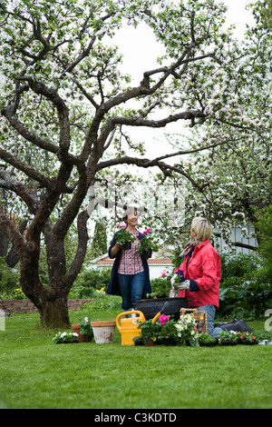 Due donne fiori di impostazione in vasi, Svezia. Foto Stock