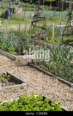 Assegnazione di letti sollevata con percorsi di truciolo, letti contenenti estate precoce delle colture di aglio, cipolle, piselli e fagioli, UK, Giugno Foto Stock