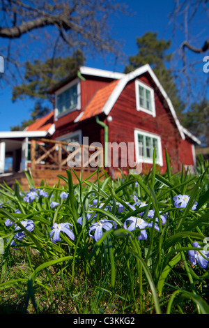 Gloria-della-Neve fiori che crescono nel cortile del cottage Foto Stock