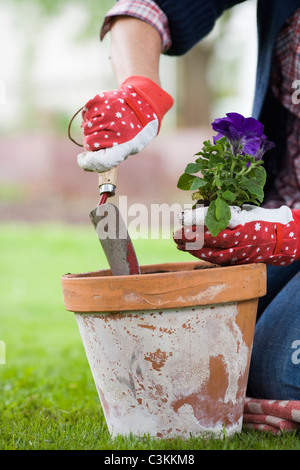 Le mani di una donna l'impostazione di un fiore in un vaso. Foto Stock