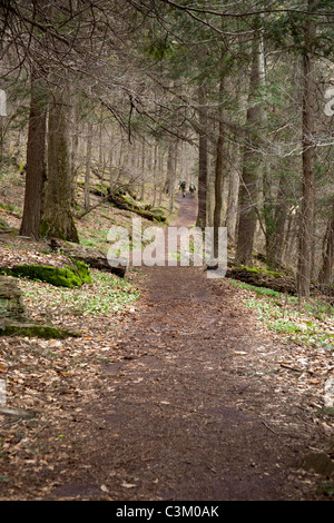 Il sentiero scende, Ricketts Glen State Park, Benton, PA, Stati Uniti d'America Foto Stock