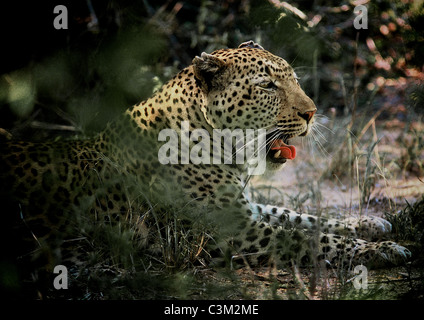 Leopard Panthera pardus Mala Mala Kruger Sud Africa Foto Stock