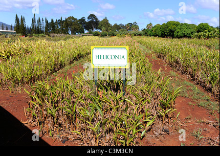 Piante Heliconia Dole Plantation Wahiawa Honolulu Hawaii Oahu Oceano Pacifico Foto Stock