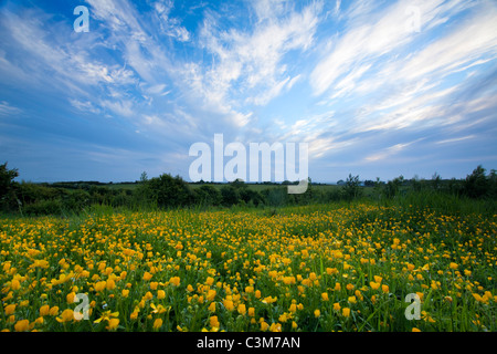 Campo di prato renoncules (ranunculus acris), nella contea di Sligo, Irlanda. Foto Stock