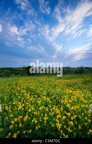 Campo di prato renoncules (ranunculus acris), nella contea di Sligo, Irlanda. Foto Stock