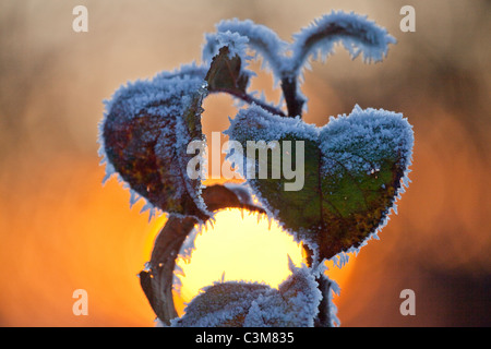 Foglie satinate e tramonto in inverno, nella contea di Sligo, Irlanda. Foto Stock