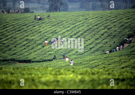 Il tè raccolto in sri lanka Foto Stock