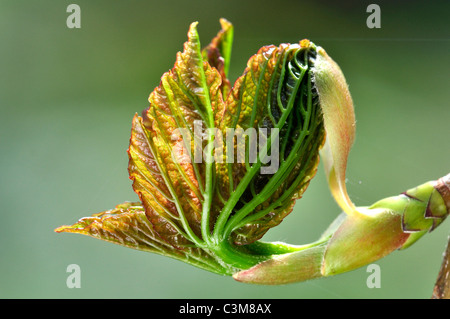 Un giovane fresco Acero (Acer pseudoplatanus) foglie appena apertura nella primavera REGNO UNITO Foto Stock