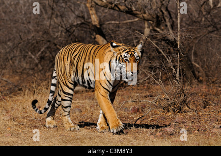 Tiger muovendosi sulle erbe secche secco del bosco di latifoglie di Ranthambore riserva della tigre di sunrise Foto Stock