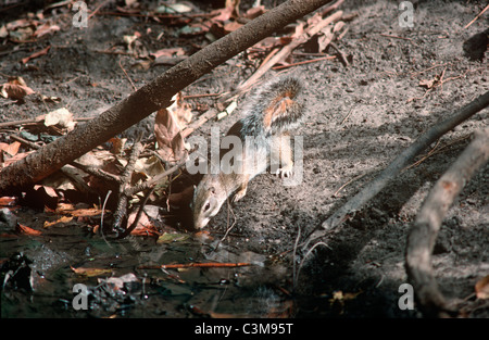 Massa a strisce scoiattolo (Xerus erythropus: Sciuridae) bere da una foresta coperta, Gambia Foto Stock