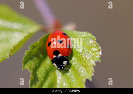 Sette Spotted Ladybug (Coccinella septempunctata) Foto Stock