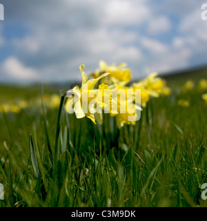 Campo di narcisi Foto Stock