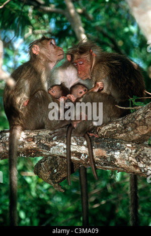 Cofano Macaque monkey (Macaca radiata: Cercopithecidae) femmine con neonati, India Foto Stock