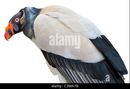 Closeup King Vulture (Sarcoramphus papa) isolati su sfondo bianco Foto Stock