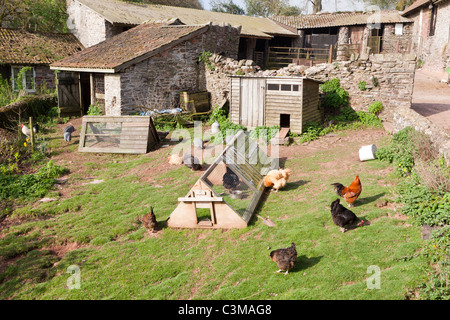 I polli e la faraona in un cortile di Exmoor a Cloutsham, Somerset, Inghilterra, Regno Unito Foto Stock