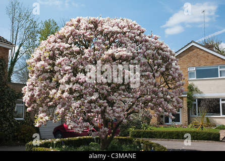 Magnifica fioritura di magnolia nel piccolo giardino anteriore Foto Stock