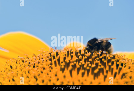Bumble Bee rilassante su un girasole Foto Stock