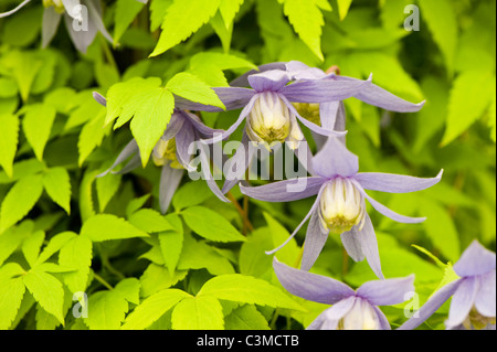 La clematide alpina 'Stolwijk Oro' Foto Stock