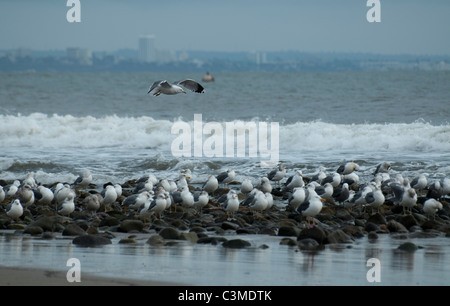 Un gabbiano vola in per entrare a far parte di un gregge vicino a Malibu Laguna, California. Foto Stock