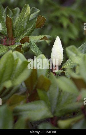 Southern Magnolia fiore con gocce di pioggia Foto Stock