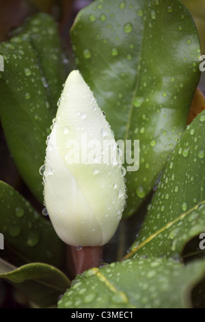 Southern Magnolia fiore con gocce di pioggia Foto Stock