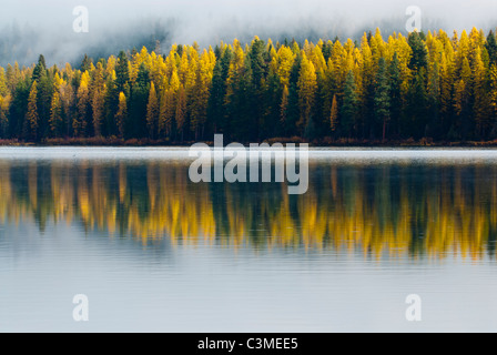 I colori dell'autunno in western larice (Larix occidentalis) alberi sono riflessi nell'acqua ancora di Seeley Lake nel Montana Occidentale. Foto Stock