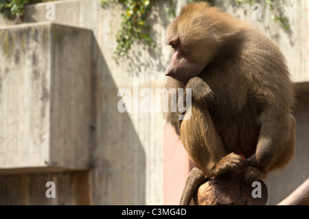 Seduta di babbuino e fissando allo zoo Foto Stock