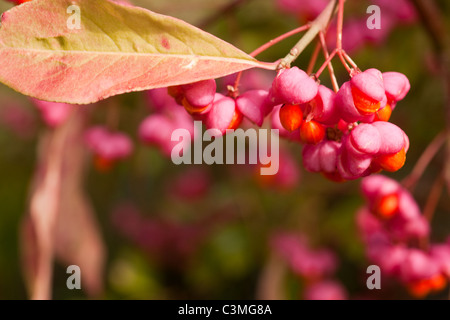 Albero di mandrino di frutta Foto Stock