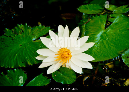 Bloomimg fiore di loto siede tra ninfee in giardini tropicali, Outrigger sulla Laguna Resort, Coral Coast, Isole Figi Foto Stock